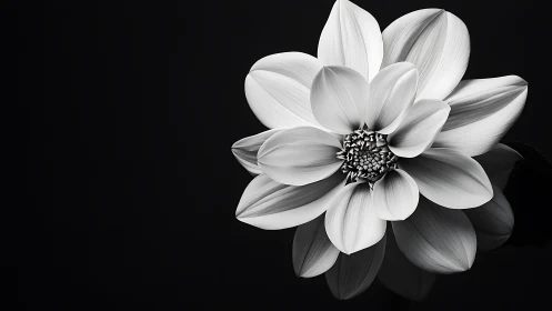 Monochromatic Dahlia Study With Dimensional Shadow Rendering