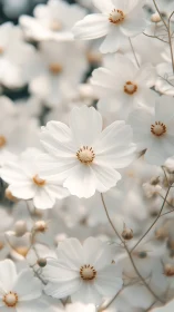 White Cosmos Flowers with Brown Seed Centers.