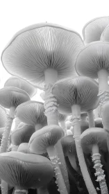 Monochrome macro study of clustered mushroom gills in ascent.