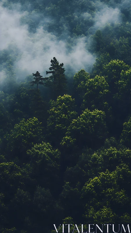 Misty Forest Canopy with Tall Pine Trees.