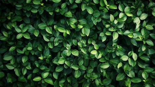 Deep green leaf wall inviting quiet moments of calm focus.