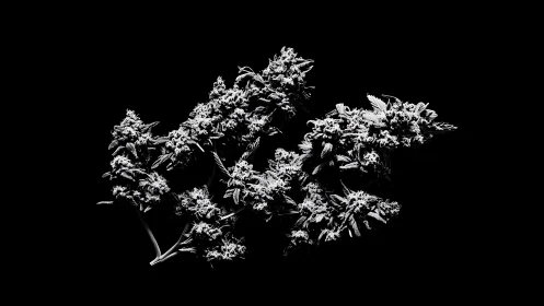 Monochrome botanical cluster isolated on deep black field