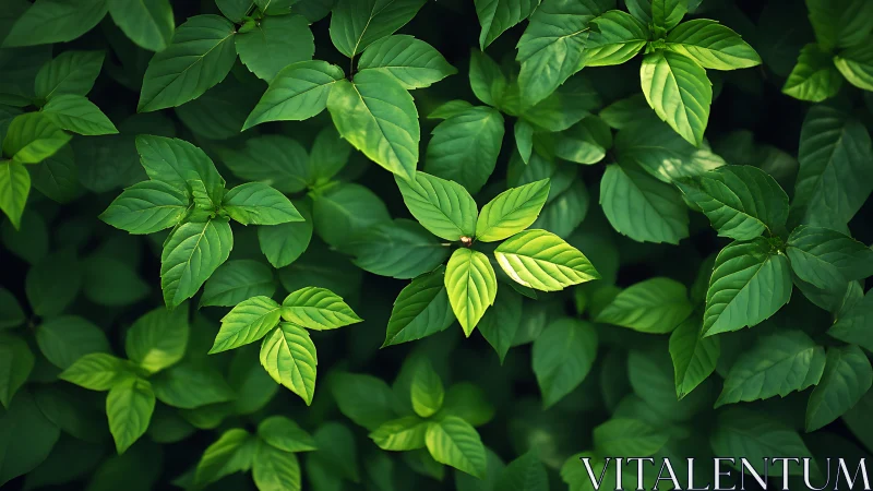 Sunlit green leaves create a lush natural background pattern.