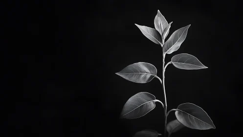 Monochrome botanical stem in high-contrast low-key studio lighting