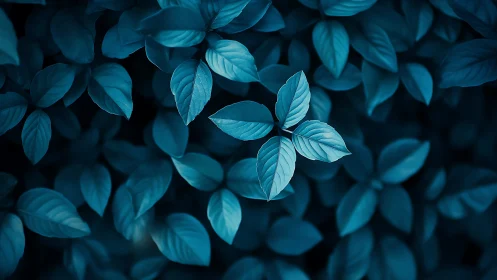 Midnight blue leaves gathered in a calm forest hush.