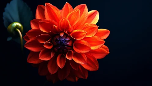 Red dahlia flower photographed against dark background with directional lighting.