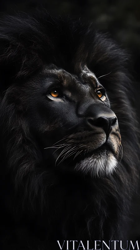 Midnight-maned lion gazes upward in molten amber light.