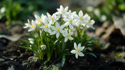 Delicate white star-shaped flowers blooming in spring soil.