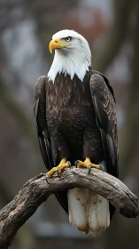 Regal bald eagle study on weathered branch in soft bokeh field.