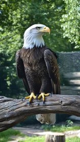 Bald eagle stands on a weathered branch in outdoor enclosure