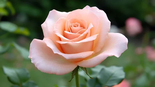 Peach-toned garden rose displays layered petals with warm luminescence.