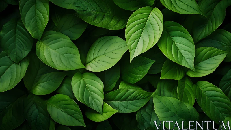 Overlapping green leaves reveal detailed venation and tonal variation