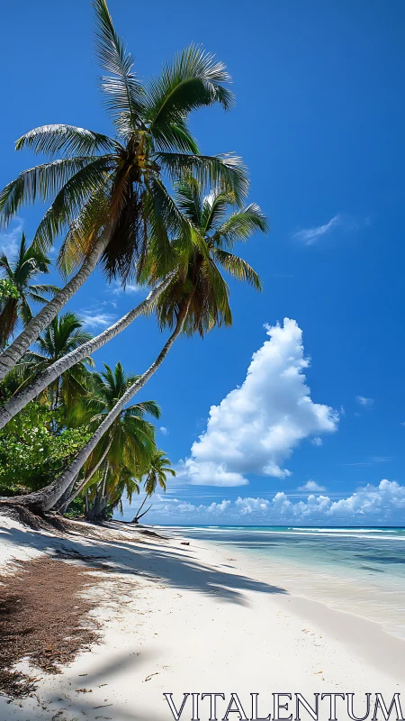 Tropical beach with palm trees and clear sky conditions.