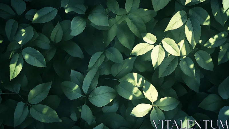 Sunlit green foliage creates a calm, shadow-dappled tapestry