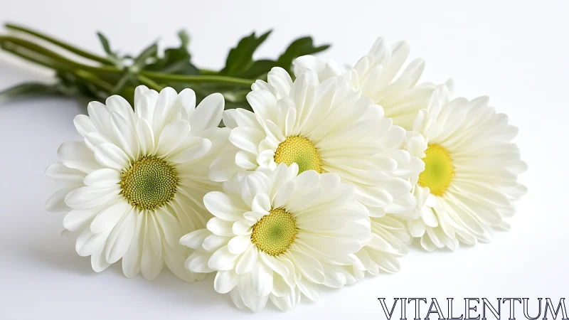 White Daisies with Yellow Centers on Stem.