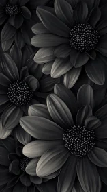 Black Daisy Composite: Monochromatic Floral Study.