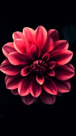Red Dahlia with Layered Petals Against Black Background.