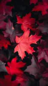 Scarlet maple leaves glow against deep shadowed foliage.