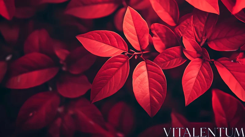 Crimson leaves whisper quietly through the velvet shadows