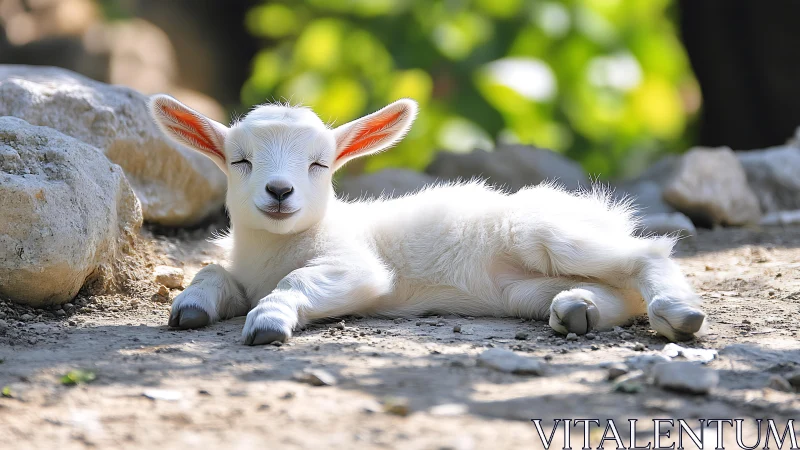 Young white goat rests in warm sunlight on rocky ground