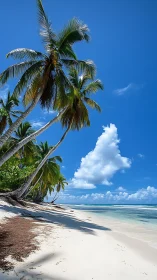 Tropical beach with palm trees and clear sky conditions.