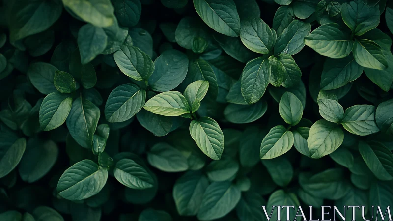 Dense green foliage canopy with overlapping oval leaves.