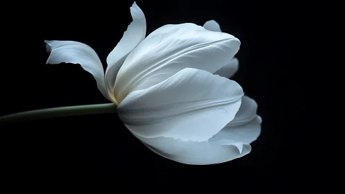 White Tulip with Curved Petals Against Dark Background