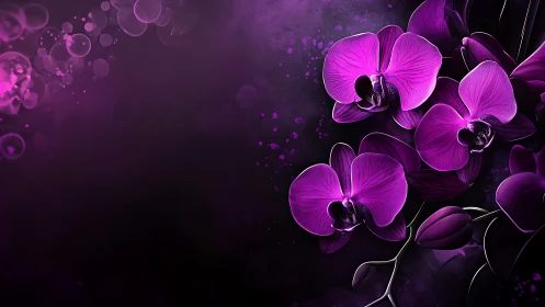 Vibrant Purple Orchids Glowing in Elegant Darkness.