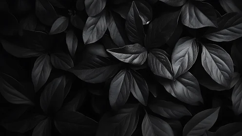 Monochrome foliage pattern with deep shadow contrast.