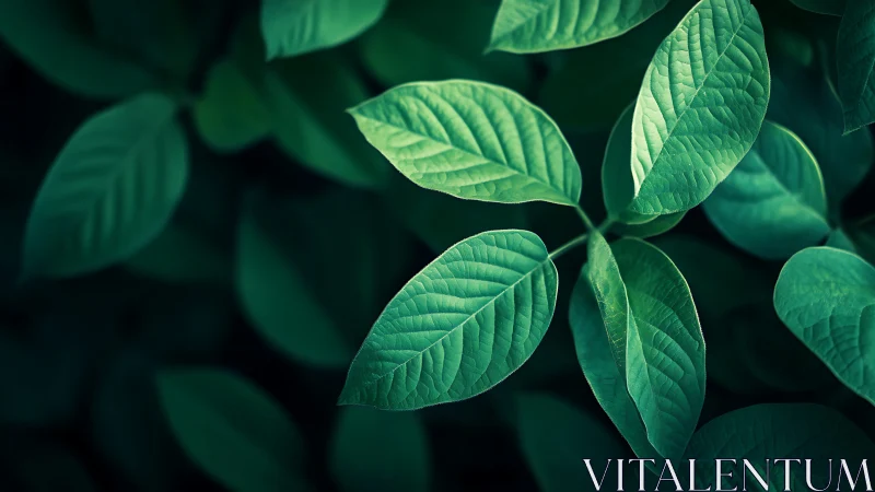 Green leaves are lit from above against a darker background