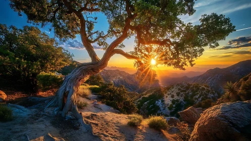 Sunset through twisted tree over rugged canyon vista.
