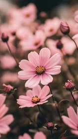 Cosmos Bipinnatus Shallow Depth Field Botanical Study.