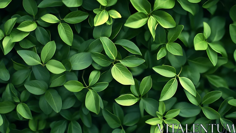 Gentle green leaves weaving a quiet garden tapestry.