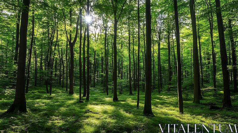 Sunlight Filtering Through Lush Green Forest in Tranquil Morning.