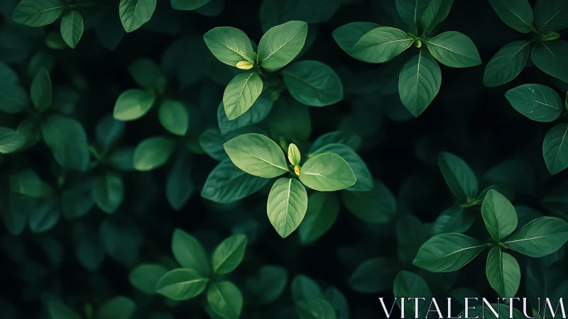 Lush green foliage with central bud under moody soft light.