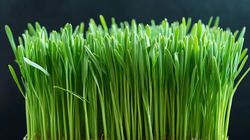 Fresh green grass blades reach upward in soft natural light