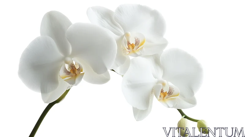 White Orchid Phalaenopsis Flowers with Golden Stamens