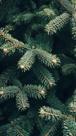 Evergreen needles quietly choreograph a forest&rsquo;s slow breathing