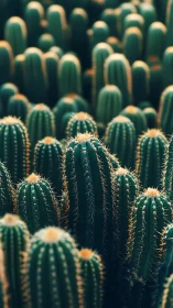 Shallow-depth macro view of clustered columnar cacti spines