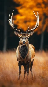 Majestic red deer stag in autumn meadow, shallow DOF portrait