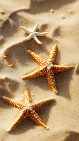 Sunlit starfish trio resting in windswept golden sand dunes.