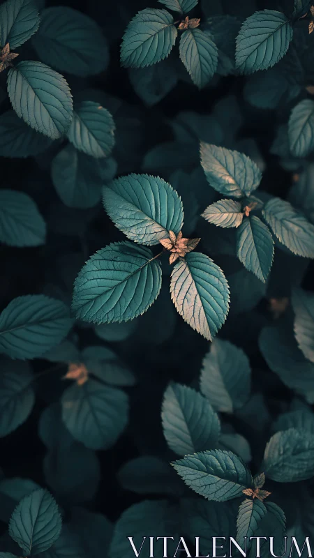 Moody teal foliage with selective light on central leaves.