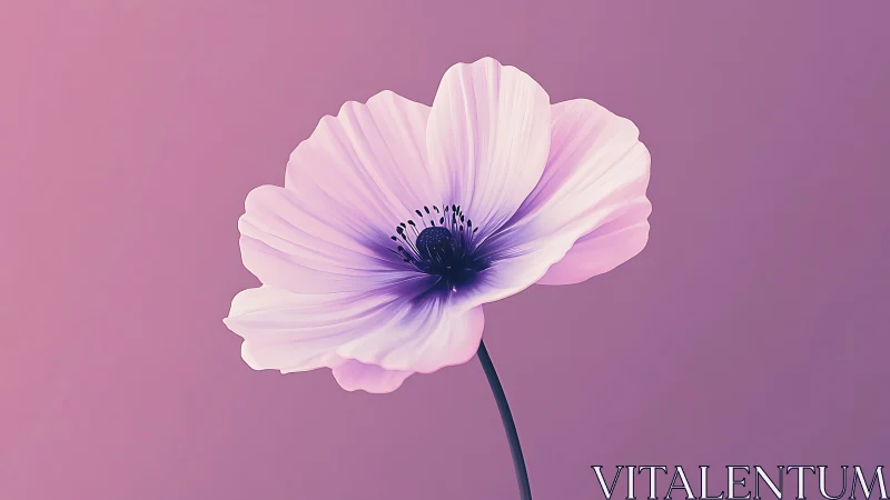 Single anemone blossom rendered with soft macro color grading