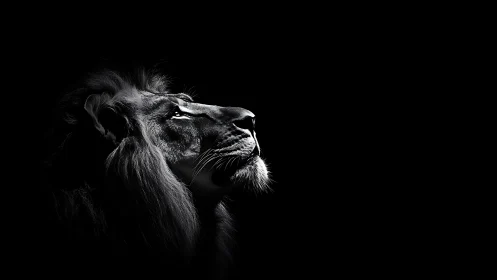 High-contrast monochrome lion profile in dramatic side light