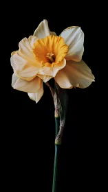 Golden daffodil with pale petals against black isolated background.