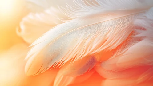 Macro feather structure reveals fine barbs in warm diffused light