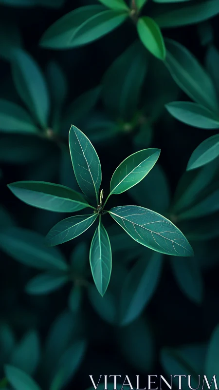 Moody macro study of green leaves over deep shadows.