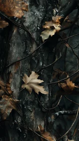 Macro study of decaying maple leaves on textured tree bark.