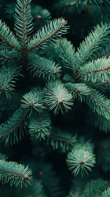 Spruce needles quietly choreograph a forest-green spiral