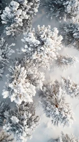 Top-down winter canopy reveals clustered snow-laden conifers